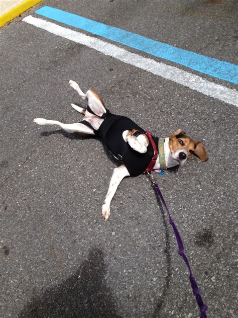 Life With Beagle: Thundershirt vs. Anxiety Wrap: A comparison