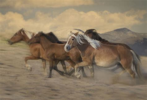 On The Run Photograph By Carol Howard Fine Art America