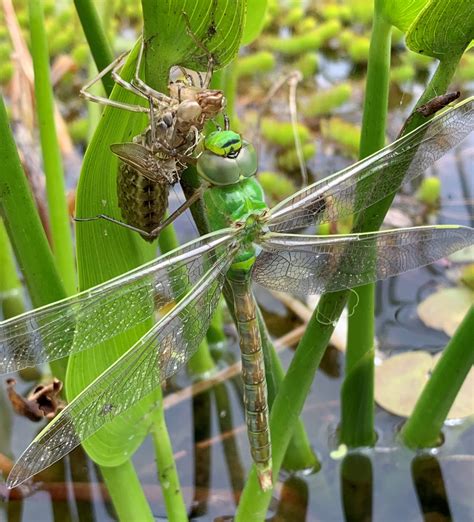 Emperor dragonfly - Wild About Nature