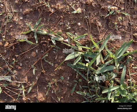 Triticum repens elytrigia repens Banque de photographies et dimages à