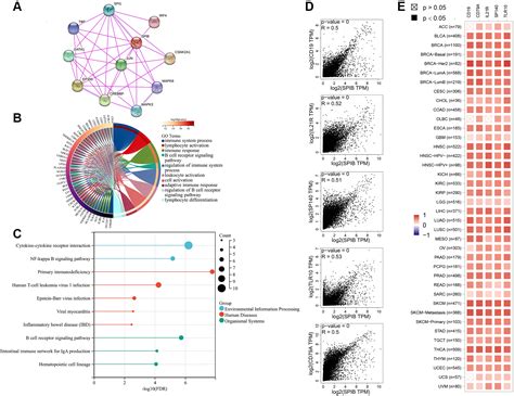 Comprehensive Pan Cancer Analysis Reveals The Prognostic Value And