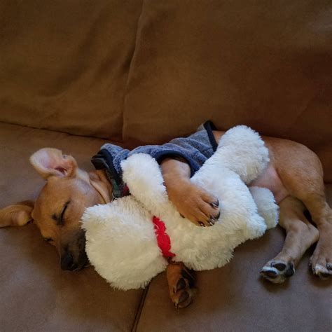 My Sheprador Sleeping Ifttt2hri4p9 Cute Animals Cute Babies