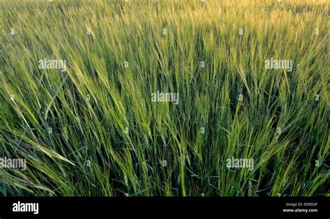 Green wheat field Stock Photo - Alamy