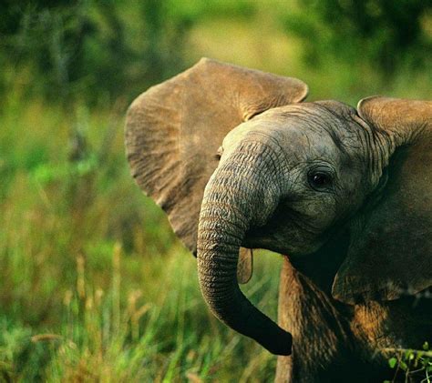 Baby Elephant Wallpapers - Top Free Baby Elephant Backgrounds - WallpaperAccess