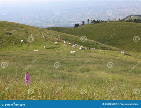 Colina Con Flores Moradas Y Vacas Lecheras Pastoreando En Pradera Con