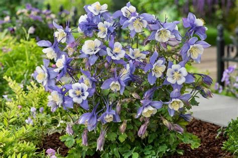 Aquilegia Earlybird Blue White Columbine