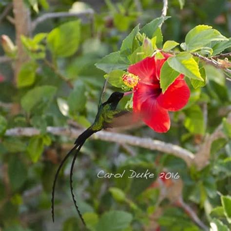 Jamaican Hummingbirds | Focusing on Wildlife