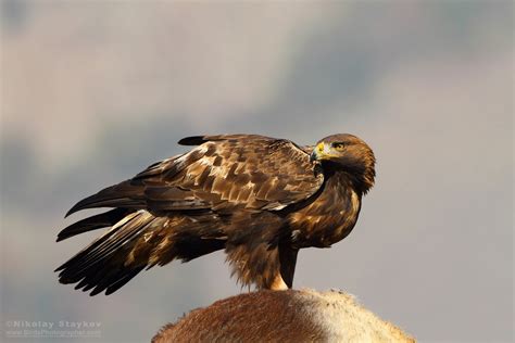 Скален орел (Aquila chrysaetos) – Birds Photographer – Nikolay Staykov ...