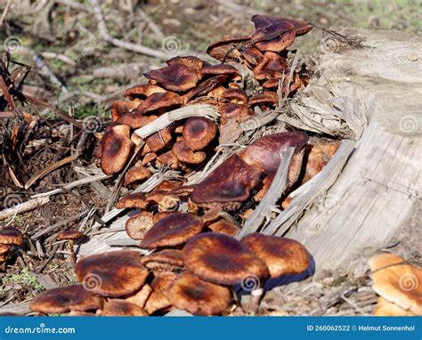 Les Champignons Des Arbres Poussent Partout Sur La Souche De L Arbre