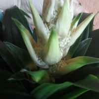 Дерево счастья Драцена /Dracena tropic/ Живая сила джунглей - «Сувенир ...