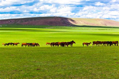 2,200+ Inner Mongolia Grassland Stock Photos, Pictures & Royalty-Free ...