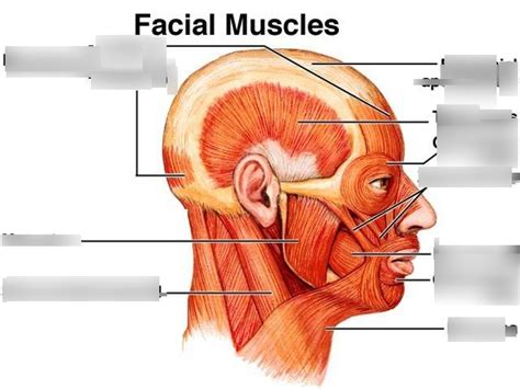 Muscles Of Head And Neck Diagram Quizlet