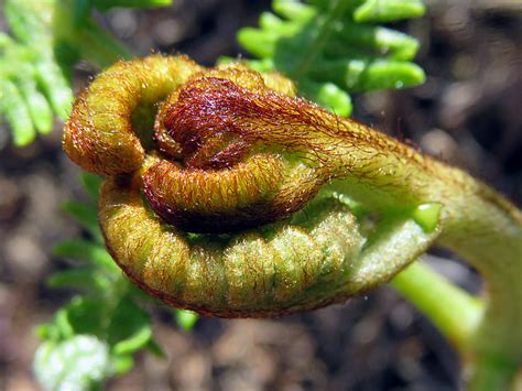 Free Images Nature Leaf Flower Produce Botany Flora Close Up