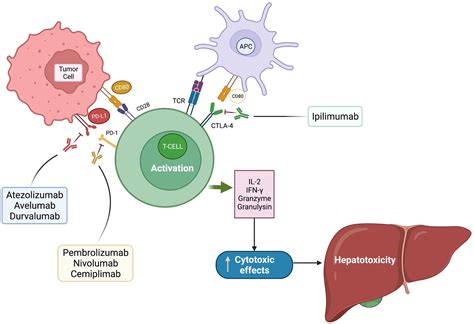 Immunotherapy Induced Hepatotoxicity A Review