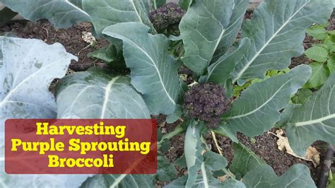 Purple Sprouting Broccoli Seed Territorial Seed