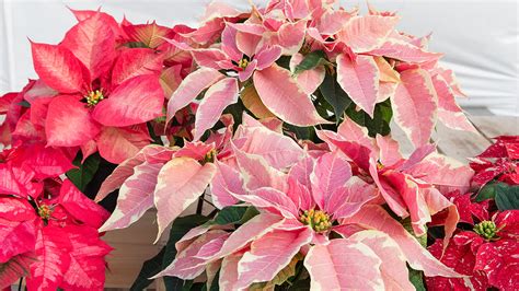 The Poinsettias are Here! : Mulhall's