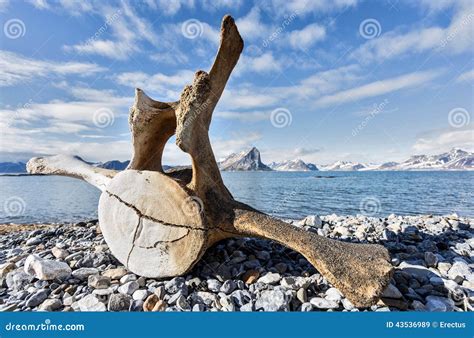 Vecchio Osso Della Balena Sulla Costa Di Spitsbergen Artica Immagine