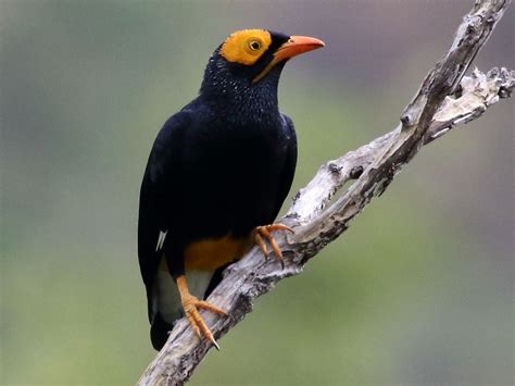 Yellow Faced Myna Ebird