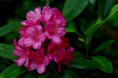 Rhododendrons – Jenkins Arboretum & Gardens