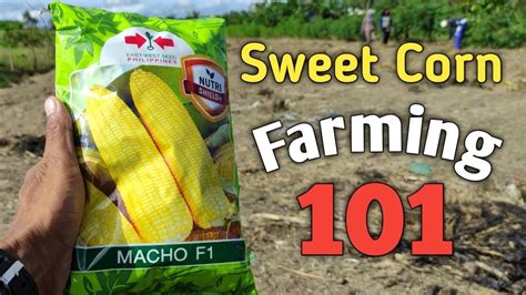 Basic Planting Guide Macho F Sweet Corn Maize Corn Mais