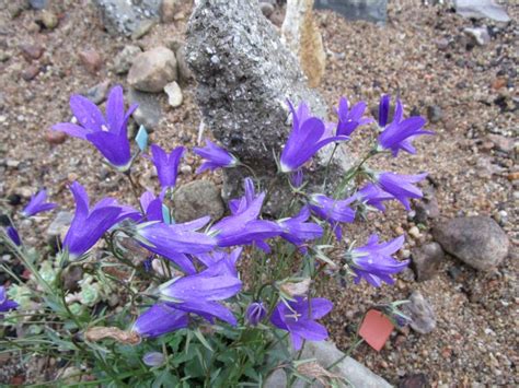 Campanula Bellidifolia Subsp Bellidifolia Les Alpines Au Qu Bec