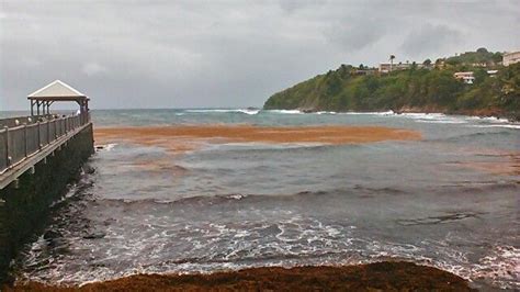 Marigot Martinique Invasion D Algues Sargasses Ile Fleurs Algues