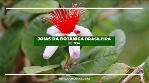 Joias da botânica brasileira Feijoa YouTube