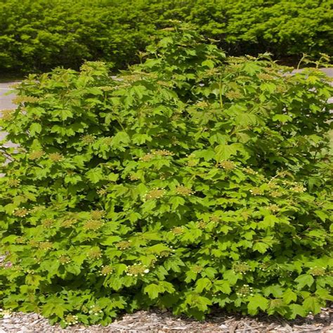 Viburnum Trilobum Wentworth Plants Thompson And Morgan