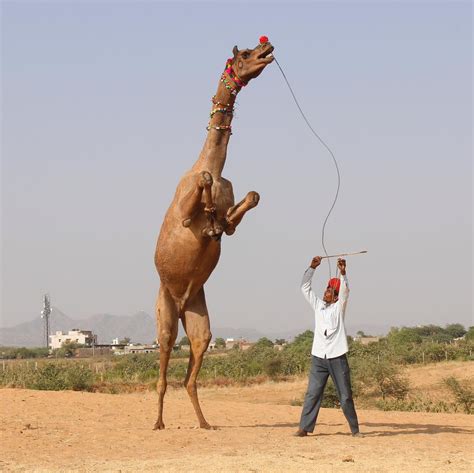 Camel Dance in Pushkar Festival, Rajasthan, India. : r/IncredibleIndia