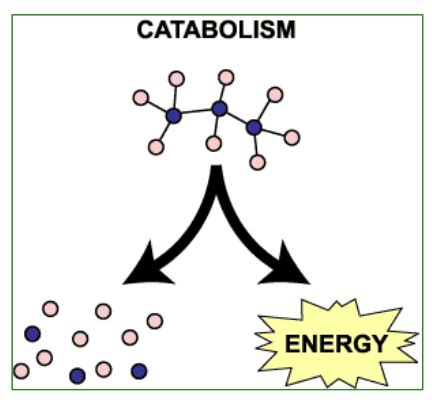 microbiology chapter 10 Flashcards | Quizlet 