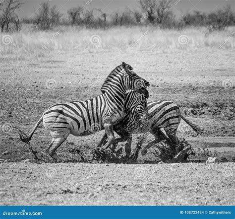 Two Zebra Stallions Viciously Fighting Each Other During Golden Hour In