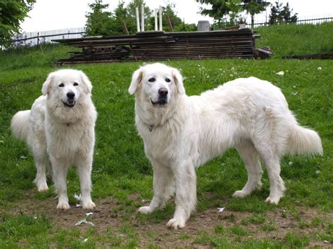 Slovensky Cuvac - Dog Breed Standards