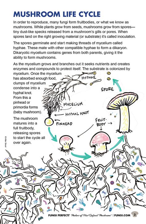 Fungi Perfecti® Mushroom Fun Time Activity Book