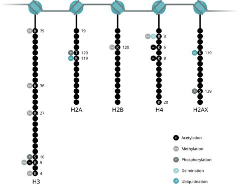 Histone Modifications Abcam