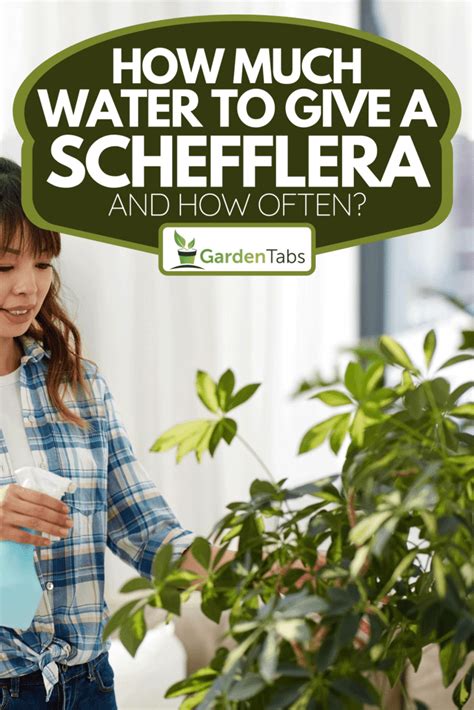 How Much Water To Give A Schefflera And How Often