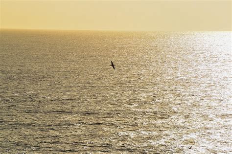 Free Images Beach Sea Coast Sand Ocean Horizon Bird Sunset