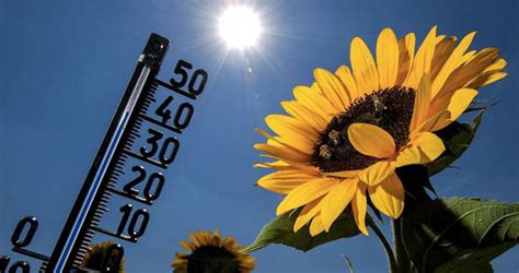 Impactos de las olas de calor en la agricultura Cómo podemos proteger