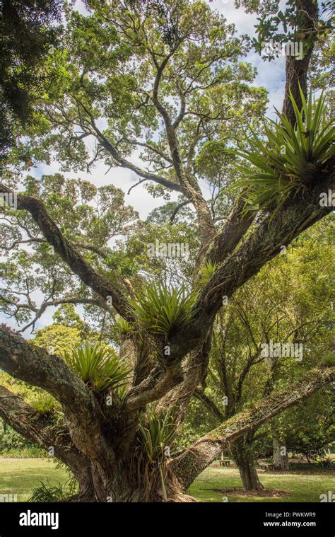 Unique tree branches with plant growth under a blue sky with clouds in Waimate North, New ...