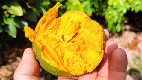 Finally Good Tasting Lucuma Pouteria Lucuma Off The Tree Youtube