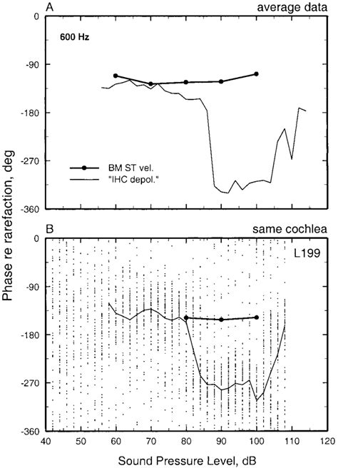 The Phases Of BM And Auditory Nerve Fiber Responses To Lowfrequency