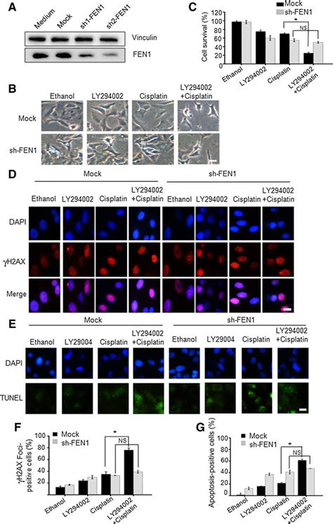 A Shfen Cells Are Not Responsive To Ly Treatment A