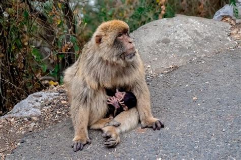 Premium Photo Monkey Sitting On Rock