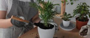 Majesty Palm Plant Care: [Complete Beginner's Guide]