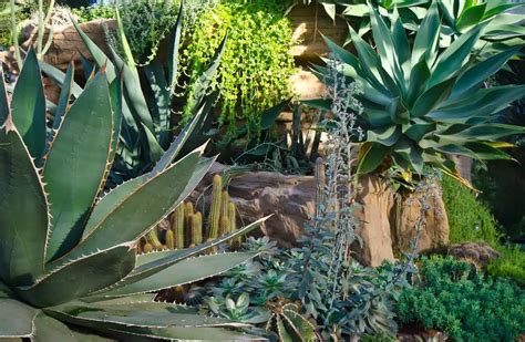 Agave Découvrez cette plante grasse extérieure résistante au gel