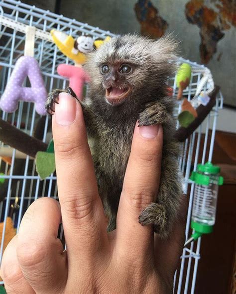 Marmoset Pets