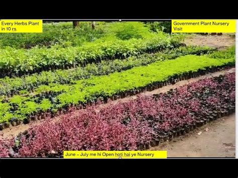 Government Plant Nursery Visit Every Plant In 10 Rs Youtube