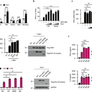 Pim Positively Regulates Tlr Mediated Ifn Production In A Kinase