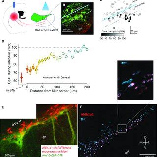 The Dorsal Striatum Selectively Targets a Subset of Ventral SNc ...