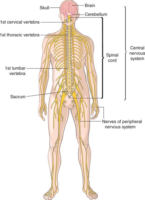 Cervical Nervous System Diagram Peripheral Nervous System Se