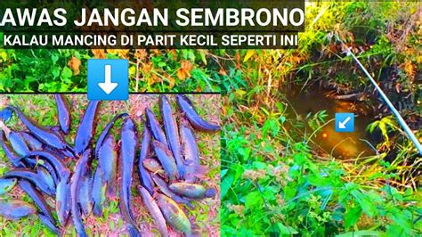 Bikin Gregetancara Mancing Dasaran Gabus Dan Betok Di Parit Sangat